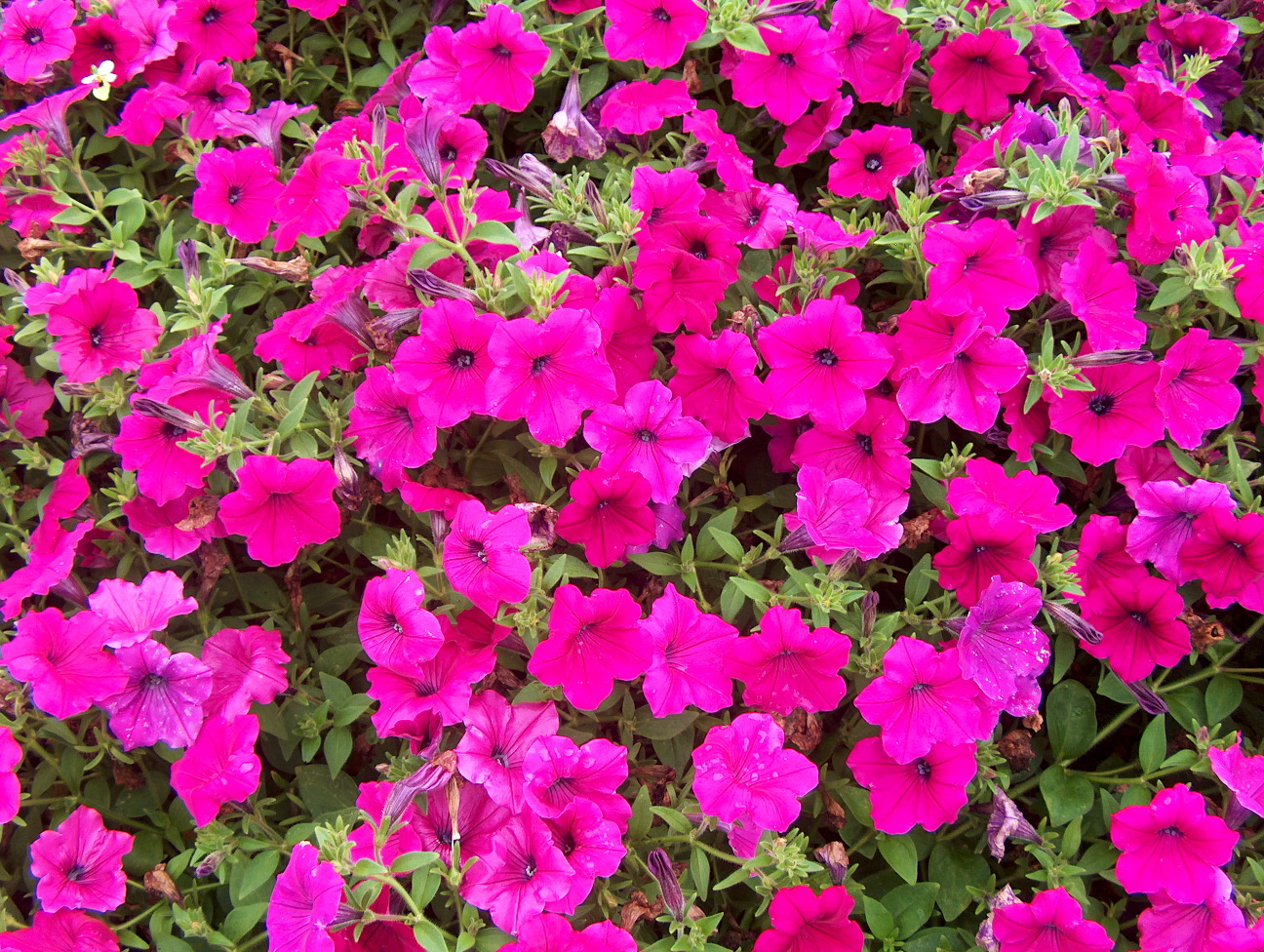 Online Plant Guide Petunia 'Plush Purple' / Plush Purple Petunia